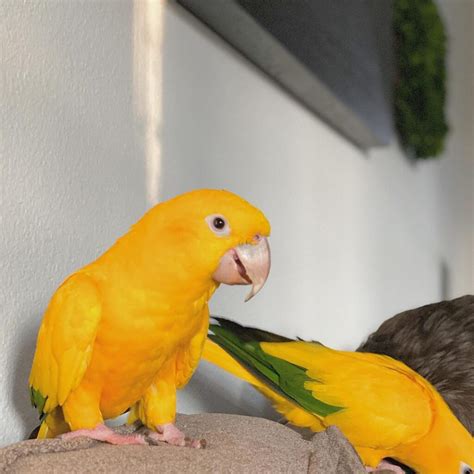 The sun conure for sale is approximately 12 inches long, and is most recognizable by its bright orange and yellow coloring, often mottled here and there with splotches of green. . Conures for adoption near me